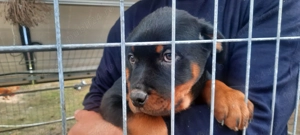 Pui Rottweiler 9 saptamani - imagine 5