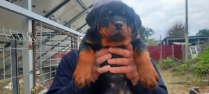 Pui Rottweiler 9 saptamani