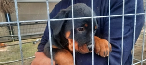 Pui Rottweiler 9 saptamani - imagine 4