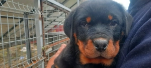 Pui Rottweiler 9 saptamani - imagine 3