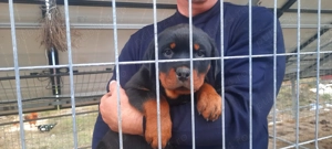 Pui Rottweiler 9 saptamani - imagine 2