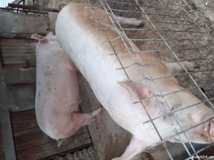 Porc de vânzare 