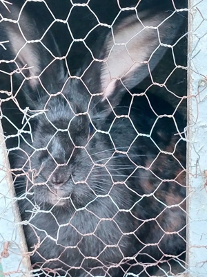 Iepuroaică fluture german 