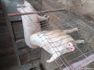 Porc de vânzare  - imagine 3