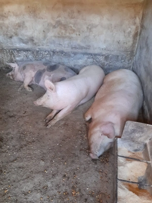 Vand porci - imagine 2