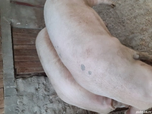 Porc de vânzare  - imagine 2