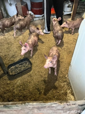 Vând porcusori de rasa Pietrain - imagine 4