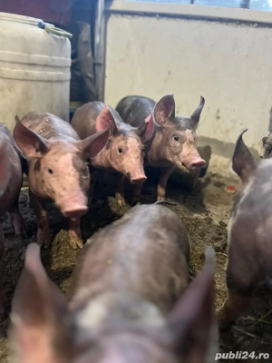 Vând porcusori de rasa Pietrain