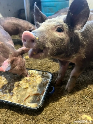 Vând porcusori de rasa Pietrain - imagine 3