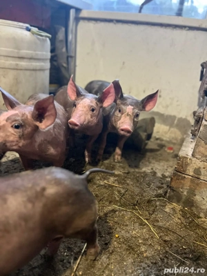 Vând porcusori de rasa Pietrain - imagine 2