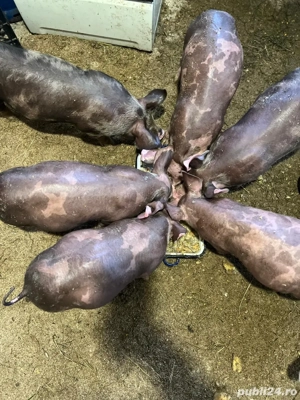 Vând porcusori de rasa Pietrain - imagine 5