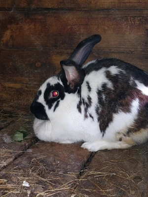 Iepuroaica fluture german 