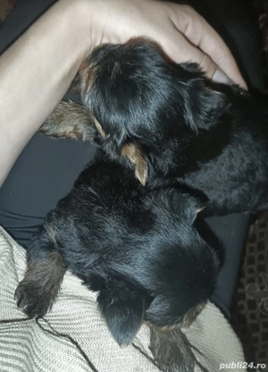 Catei de vanzare  rasa mica  - imagine 4