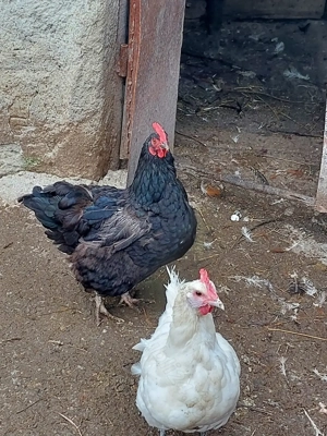 Gaini din rasa australop  - imagine 2