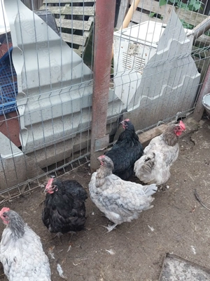 Gaini din rasa australop  - imagine 4