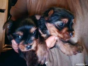 Catei de vanzare  rasa mica  - imagine 2