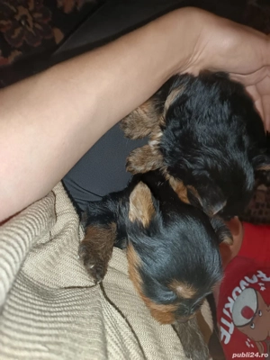 Catei de vanzare  rasa mica  - imagine 5