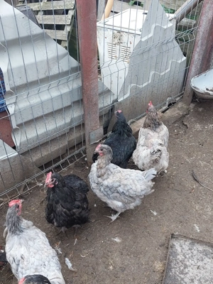 Gaini din rasa australop 