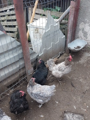 Gaini din rasa australop  - imagine 3