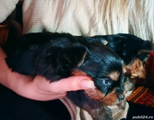 Catei de vanzare  rasa mica  - imagine 3