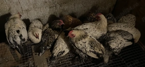 Vând Mii de Flori. - imagine 5 Vând Mii de Flori. - imagine 5