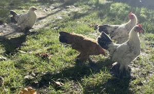 Vând Mii de Flori. - imagine 4 Vând Mii de Flori. - imagine 4