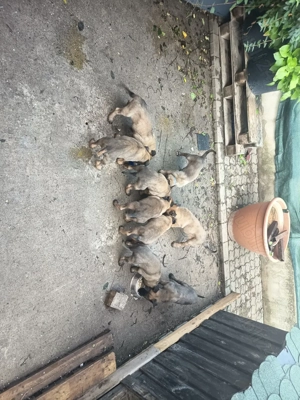 Vand ciobanesc belgian malonois  - imagine 3