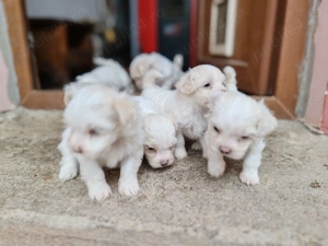 vand pui catel bichon - imagine 2 vand pui catel bichon - imagine 2