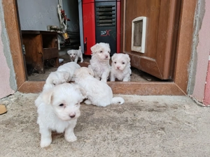 vand pui catel bichon - imagine 3 vand pui catel bichon - imagine 3