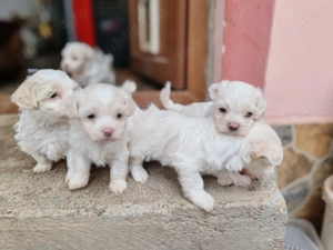 vand pui catel bichon - imagine 4 vand pui catel bichon - imagine 4