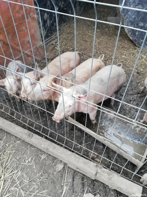 Vând purcei pietrean 