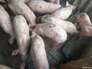 purcei 12 s - imagine 4 purcei 12 s - imagine 4