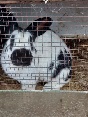 Iepure fluture german 