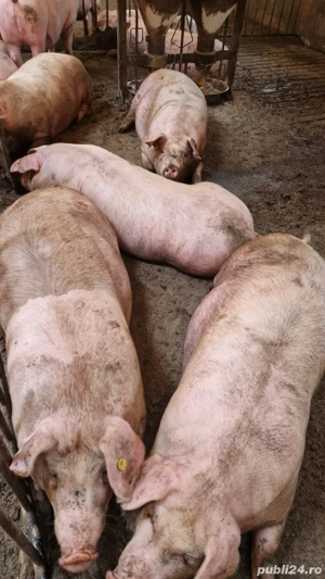 porci de carne  - imagine 2