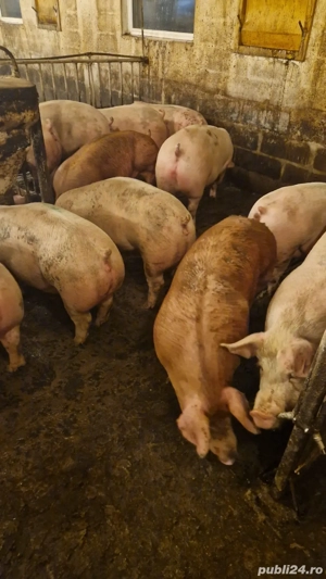 porci de carne  - imagine 3