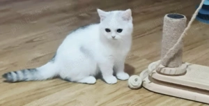 British shorthair silver shaded cu pedigree