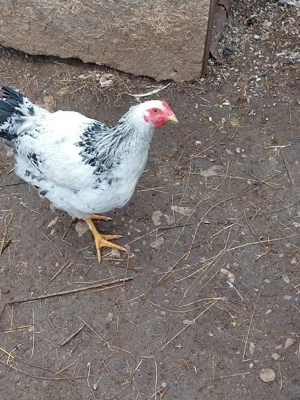 Vând cocoș tânăr  - imagine 2