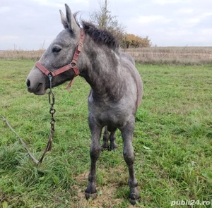 vand manz  - imagine 4 vand manz  - imagine 4