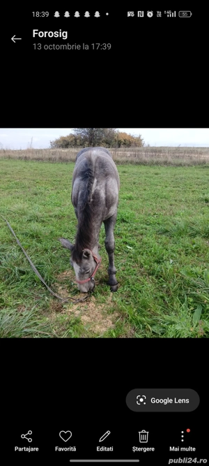 vand manz  - imagine 5 vand manz  - imagine 5