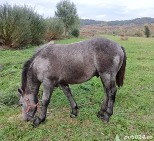 vand manz  - imagine 2 vand manz  - imagine 2