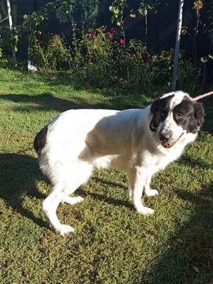 Ciobanesc de Bucovina 