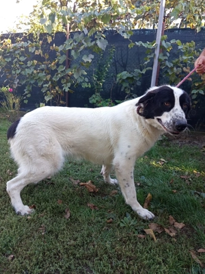 Ciobanesc de Bucovina  - imagine 2