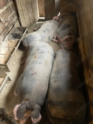 Vând porci rasa petrean  - imagine 4 Vând porci rasa petrean  - imagine 4