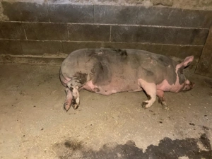 Vând porci rasa petrean  - imagine 3 Vând porci rasa petrean  - imagine 3