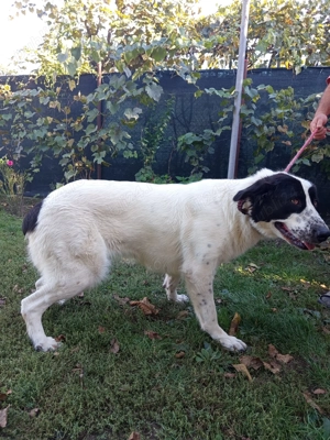 Ciobanesc de Bucovina  - imagine 3