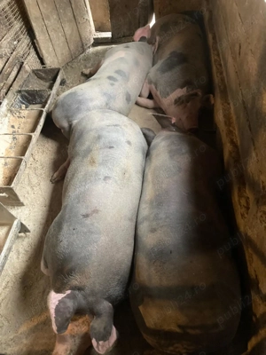 Vând porci rasa petrean  - imagine 5 Vând porci rasa petrean  - imagine 5