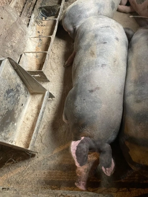 Vând porci rasa petrean  - imagine 2 Vând porci rasa petrean  - imagine 2