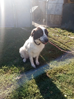 Ciobanesc de Bucovina  - imagine 4