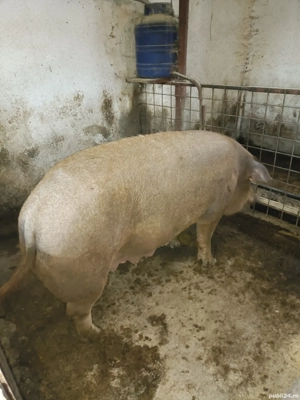 Vand scroafa duroc - imagine 2 Vand scroafa duroc - imagine 2
