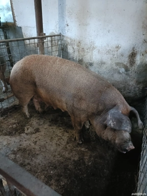 Vand scroafa duroc - imagine 4 Vand scroafa duroc - imagine 4